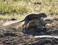 Ongava Game Reserve