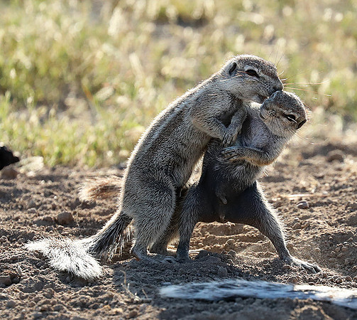 Ongava Game Reserve