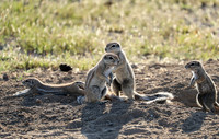 Ongava Game Reserve