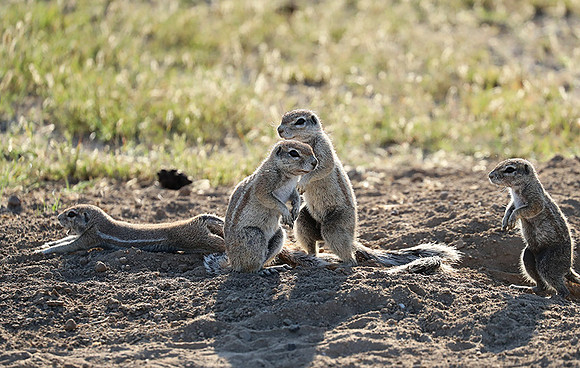 Ongava Game Reserve