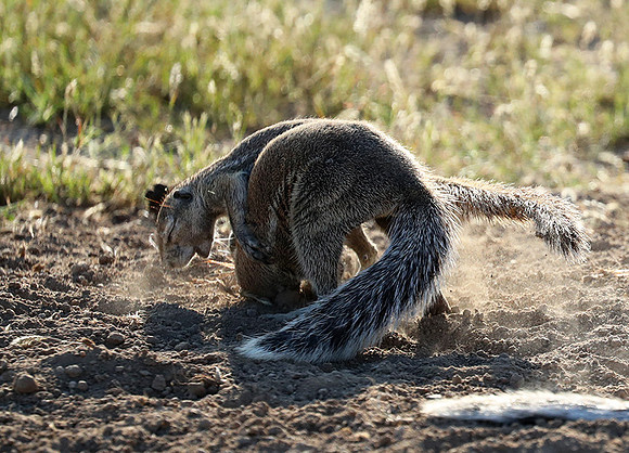 Ongava Game Reserve