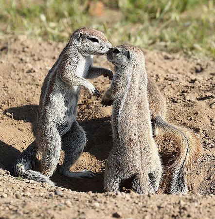 Ongava Game Reserve