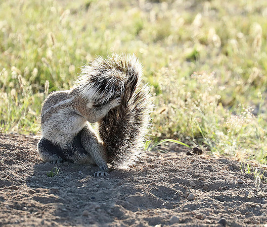 Ongava Game Reserve