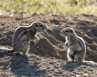 Ongava Game Reserve