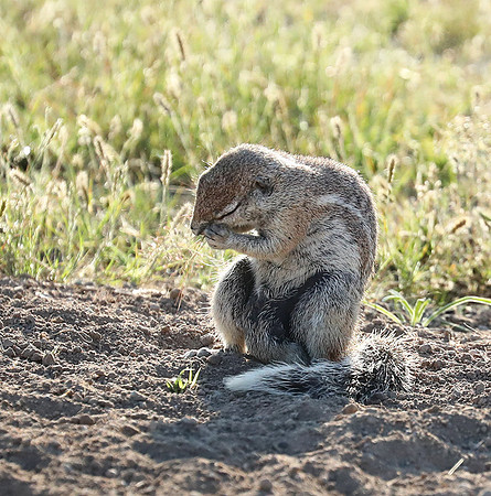 Ongava Game Reserve