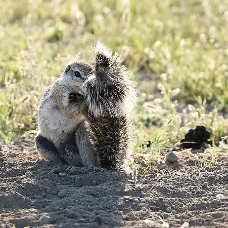 Ongava Game Reserve