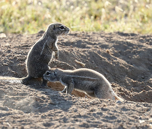 Ongava Game Reserve