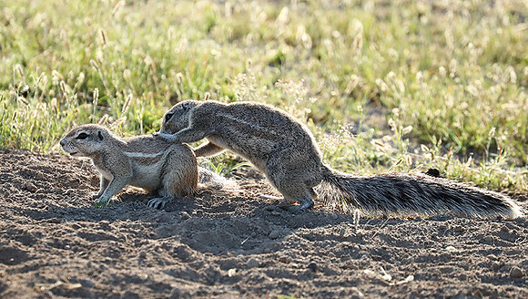 Ongava Game Reserve