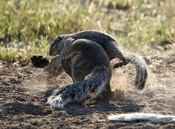 Ongava Game Reserve