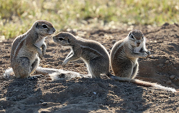 Ongava Game Reserve