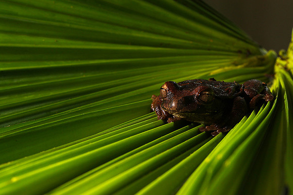 Toad