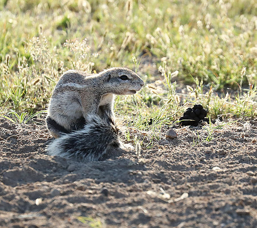 Ongava Game Reserve