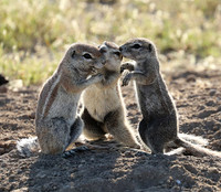 Ongava Game Reserve