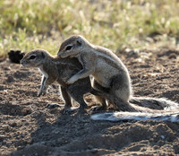 Ongava Game Reserve
