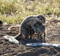 Ongava Game Reserve