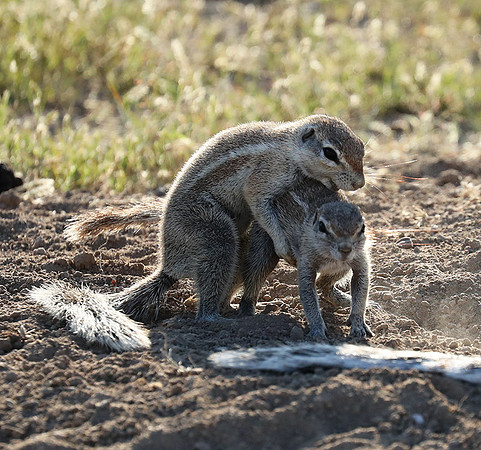 Ongava Game Reserve