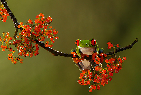 Red-eyed tree frog