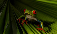 Red-eyed tree frog
