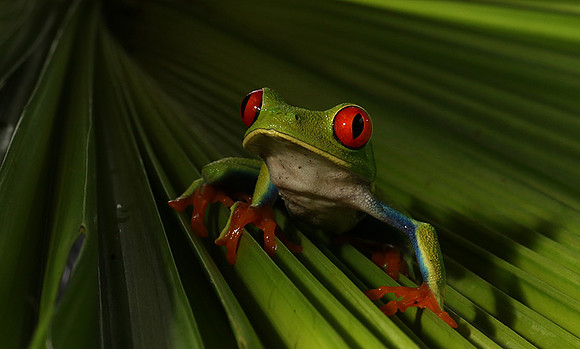 Red-eyed tree frog