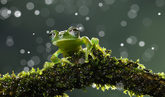 Emerald glass frog