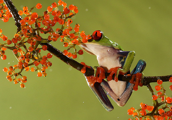 Red-eyed tree frog
