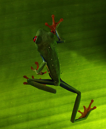 Red-eyed tree frog