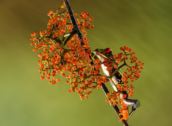 Red-eyed tree frog