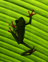 Red-eyed tree frog