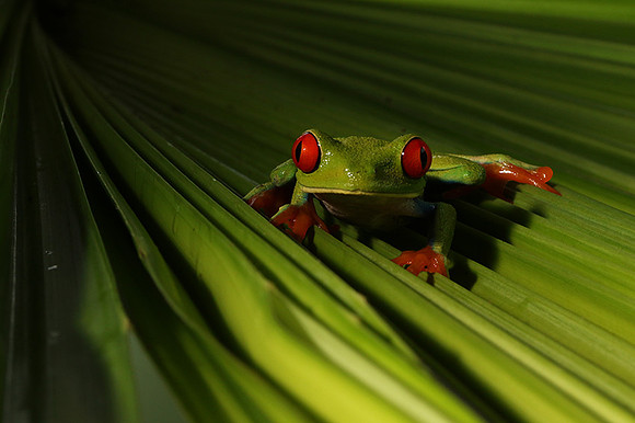 Red-eyed tree frog