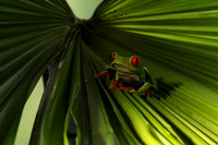 Red-eyed tree frog
