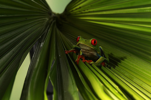 Red-eyed tree frog