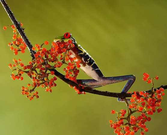 Red-eyed tree frog