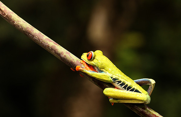 Red-eyed tree frog