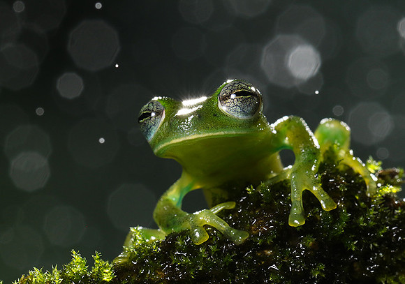Emerald glass frog