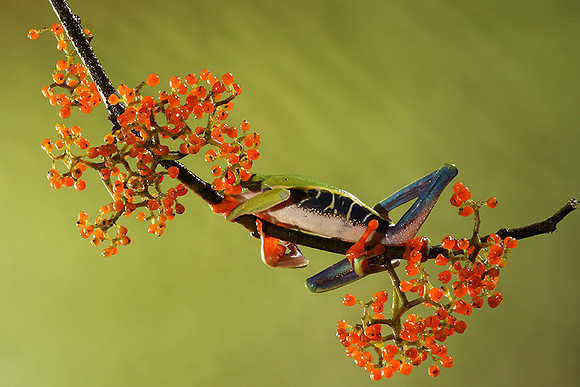 Red-eyed tree frog