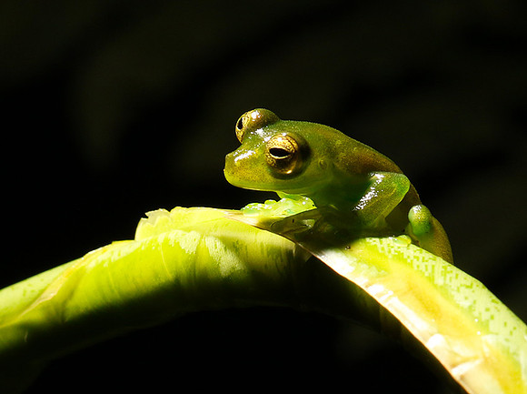 Emerald glass frog