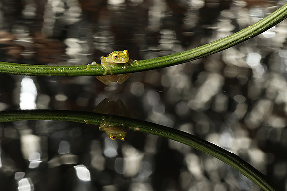 Reticulated glass frog