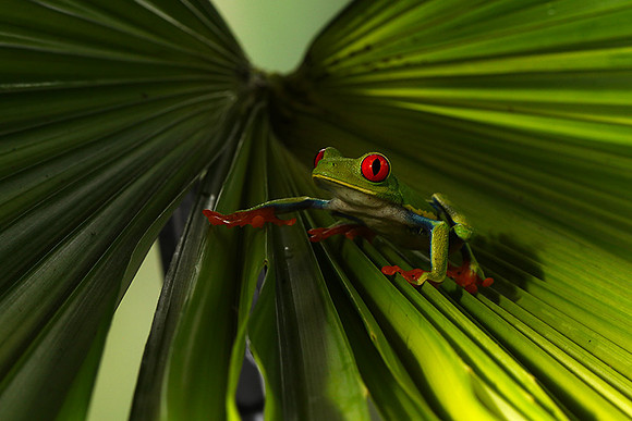 Red-eyed tree frog