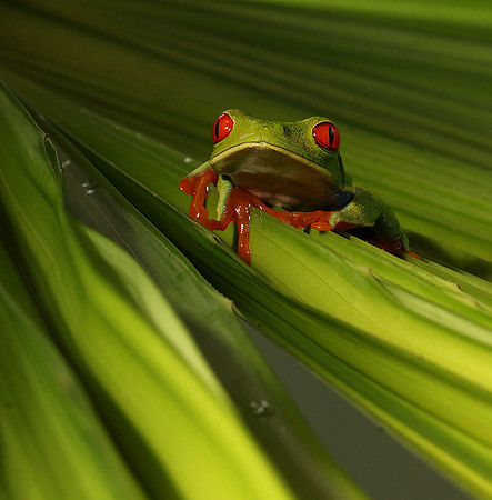 Red-eyed tree frog