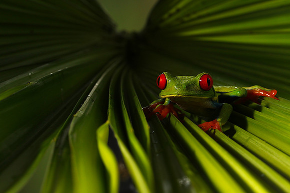 Red-eyed tree frog