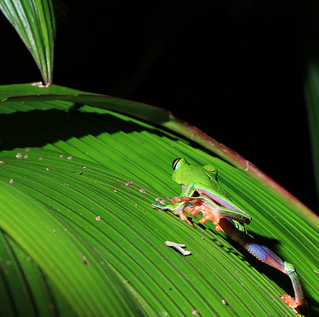 Yellow-eyed tree frog