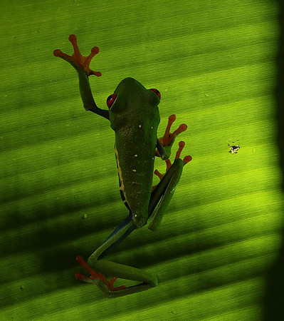 Red-eyed tree frog