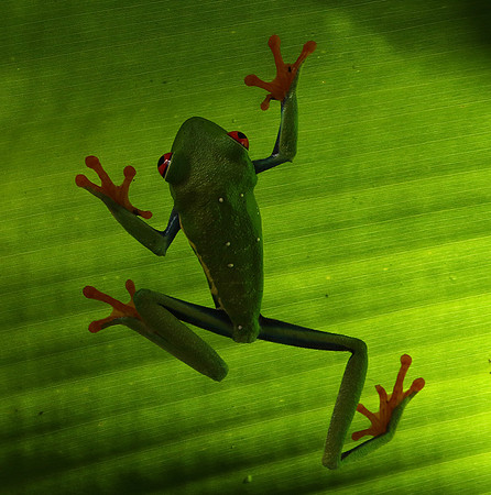 Red-eyed tree frog