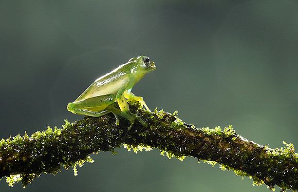 Emerald glass frog