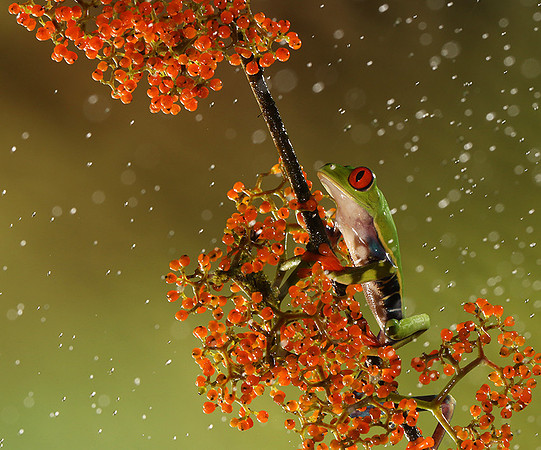 Red-eyed tree frog