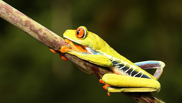 Red-eyed tree frog