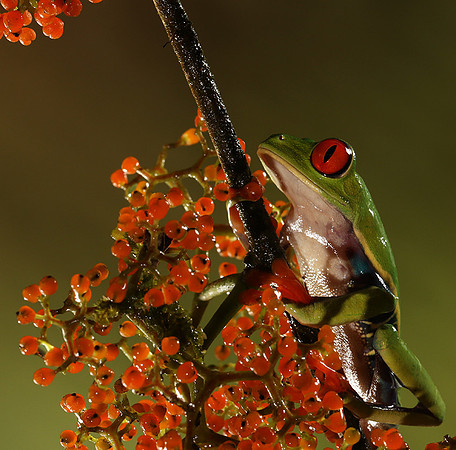 Red-eyed tree frog
