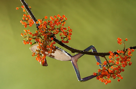 Red-eyed tree frog