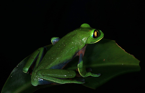 Yellow-eyed tree frog