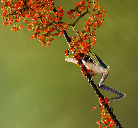 Red-eyed tree frog